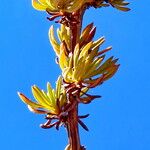 Eriogonum fasciculatum Blatt