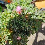 Mesembryanthemum nodiflorum Flower