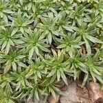 Azorella monantha Leaf