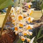 Dendrobium thyrsiflorum Blüte