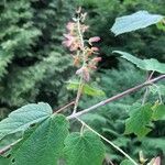 Acer spicatum Frucht