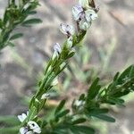 Lespedeza cuneata 花