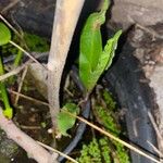 Rumex verticillatus Blatt