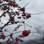 Malus floribunda Fruit