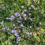 Sisyrinchium langloisii Flower