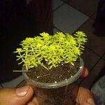 Sedum japonicumLeaf