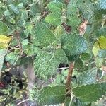 Ocimum lamiifolium Φύλλο