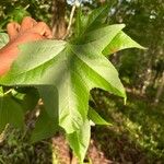 Acer truncatum Fulla