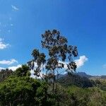 Eucalyptus viminalis Blatt