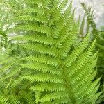 Athyrium distentifolium Blad