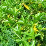 Daphne pontica Hoja