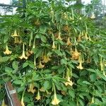 Brugmansia aurea Habitus