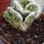 Oreocereus trollii Yaprak