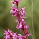 Anacamptis laxiflora Flor