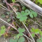 Oxalis exilis Hoja