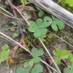 Oxalis exilis برگ