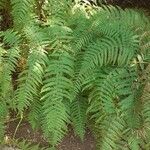 Dryopteris oligodonta Folio