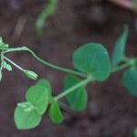 Drymaria cordata Lorea