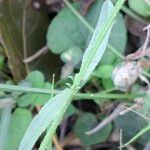 Verbena officinalis Liść