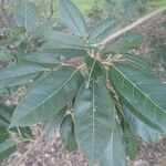 Ficus virens Folha
