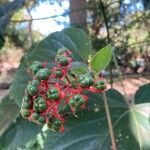 Clerodendrum speciosissimum Fruit