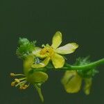 Agrimonia striata Flower