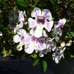 Angelonia biflora Blüte