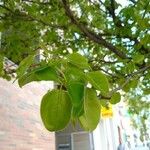 Terminalia phanerophlebia Leaf