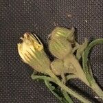 Andryala integrifolia Cvet