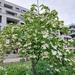 Cornus nuttallii Hábito