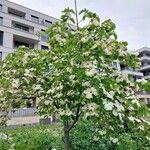 Cornus nuttallii عادت داشتن