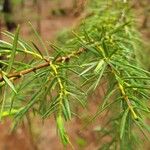 Juniperus cedrus Blad