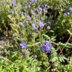 Phacelia distans Flower