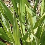 Eryngium yuccifolium Habitus