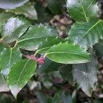 Ilex meserveae Folha