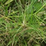 Agrostis canina Други