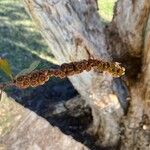 Melaleuca quinquenervia Плод