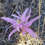 Colchicum montanum Квітка