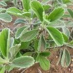 Leucas tomentosa Hoja