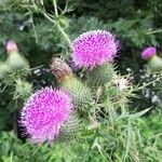 Cirsium vulgareКвітка