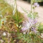 Galactites tomentosusFlower