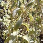 Mercurialis tomentosa Leaf