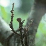 Ficus sur Vrucht