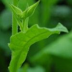 Nicotiana alata ഇല