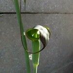 Arisaema consanguineum Květ