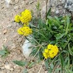 Patrinia sibirica Flower