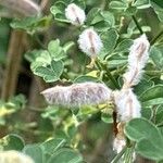 Genista monspessulana Fruit