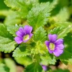 Stemodia verticillata Flor