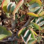 Cotyledon orbiculataLeaf