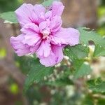 Hibiscus syriacusŽiedas